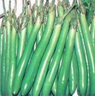 Manufacturers Exporters and Wholesale Suppliers of Bottle Guord Ahmednagar Maharashtra